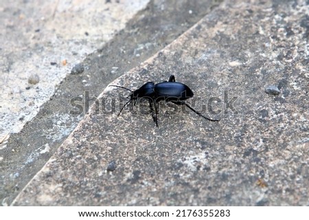 Small insects are a class of invertebrate arthropods. Royalty-Free Stock Photo #2176355283