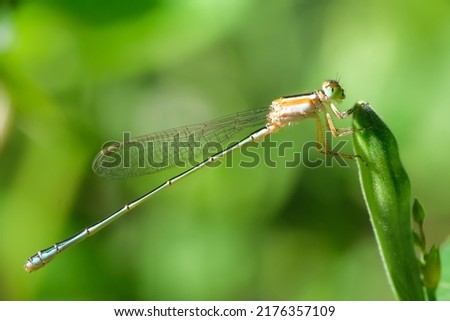 Long-tailed dragonfly perched on leaf, close-up, macro shot