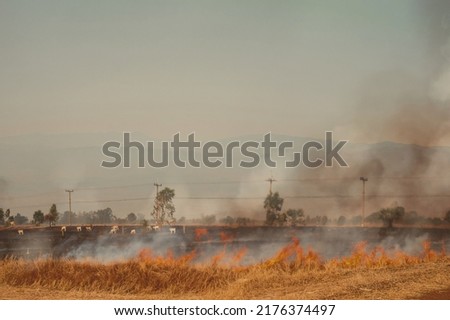 PM 2.5 air pollution problem from rice burning in rice fields by farmers. Royalty-Free Stock Photo #2176374497