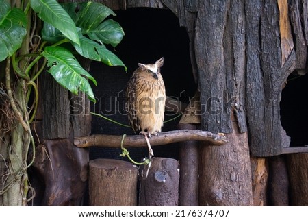 an owl named Bubo Ketupu perched in an outdoor cage