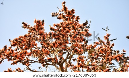 Palash or Flame of the Forest tree fully covered with flower