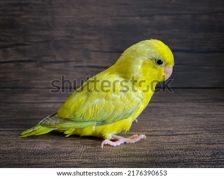 Forpus yellow color parrot bird on the table