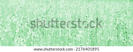 Flower meadow, texture and background in green and turquoise