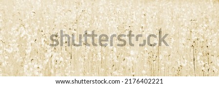 Flower meadow, texture and background in beige, brown and canvas
