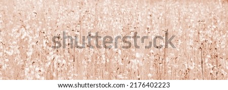 Flower meadow, texture and background in beige, brown and canvas