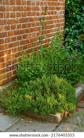 Violas growing in a lush green backyard garden against a wall. Beautiful violet flowering plants blooming outside during spring. Flowers or flora flourishing and budding on a grass plot in nature Royalty-Free Stock Photo #2176403353