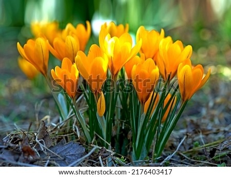 Low growing crocus, stems grow underground, yellow, orange or purple flowers symbolising rebirth, change, joy and romantic devotion. Beautiful wild orange flowers growing in the forest or woods Royalty-Free Stock Photo #2176403417