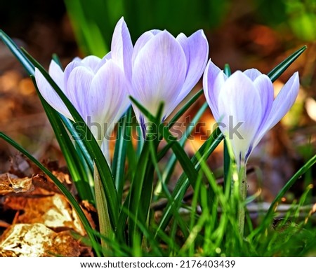 Low growing crocus, stems grow underground, yellow, orange or purple flowers symbolising rebirth, change, joy and romantic devotion. Beautiful wild purple flowers growing in the forest or woods Royalty-Free Stock Photo #2176403439