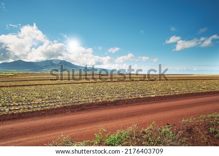 Landscape view of growing pineapple plantation field with blue sky, clouds and copy space in Oahu, Hawaii, USA. Dirt road leading through agriculture farms. Farming fresh and nutritious vitamin fruit Royalty-Free Stock Photo #2176403709