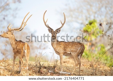 spotted deer or chital or axis deer standing in a forest Royalty-Free Stock Photo #2176404771