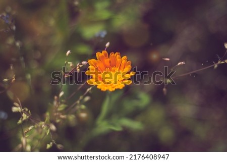 Pot marigold, a species of Marigolds (Calendula)