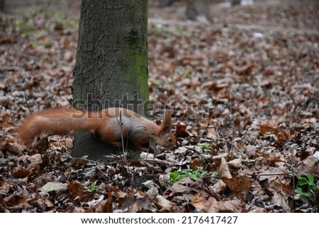 The red squirrel in the forest