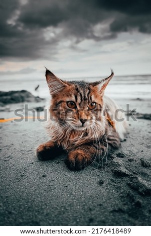 dramatic photo of pet cat in the beach or call kucing peliharaan in indonesia