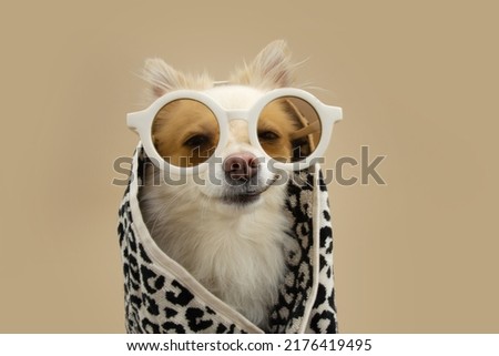 Funny pomeranian dog summer ready for bath wrapped with a towel and sunglasses. Isolated on beige background