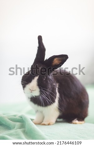 Sitting black and white cute dutch rabbit indoor