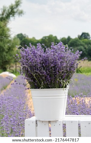 Purple lavender flowers collected in a white bucket against the backdrop of a field.