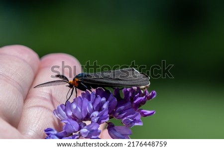 Close-up of a virginia ctenucha tiger moth collecting nectar from a purple cow vetch flower that is being held in a human hand on a bright summer day in july with a blurred background.