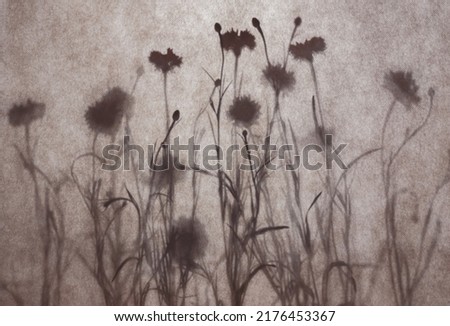 Abstract natural background. Wildflower silhouettes behind textured fabric. Summer or autumn concept. Royalty-Free Stock Photo #2176453367