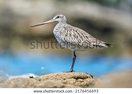 Portrait of a Bar-tailed godwit in a tidal zone Royalty-Free Stock Photo #2176456693