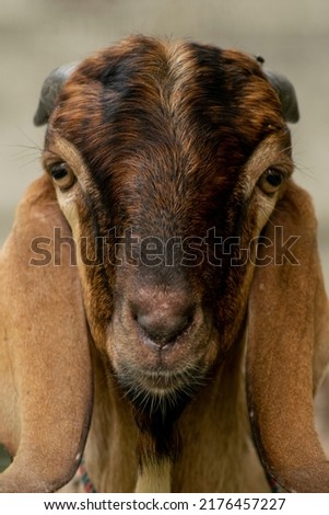  portrait of a goat. goat face photography