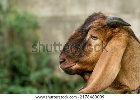 brown long ear goat face. animal farm portrait