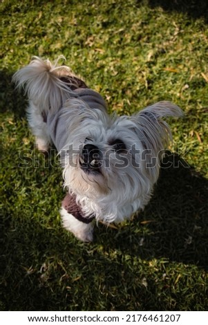 Cute dog Playing in the garden wearing a fluffy dog jacket