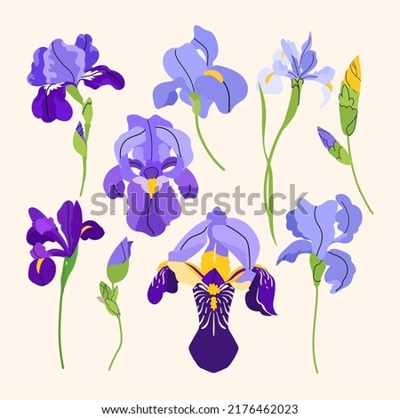 Iris vector set with purple flowers, buds and leaves. Vector flat style summer illustration isolated on beige background Royalty-Free Stock Photo #2176462023
