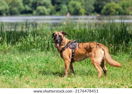a red-haired dog with his tongue hanging out stands against the background of the river, looks at the camera