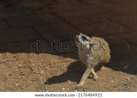 Image of a meerkat at a zoo in Gran Canaria