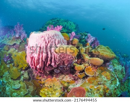 Beautiful, brightly colored tropical coral reef in a tropical ocean.