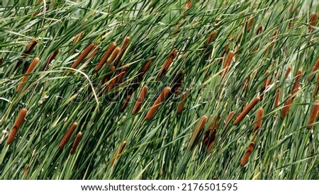 Reed Mace, Great reedmace , bulrush. cattails. typha latifolia. Bulrushes blowing in the wind Royalty-Free Stock Photo #2176501595