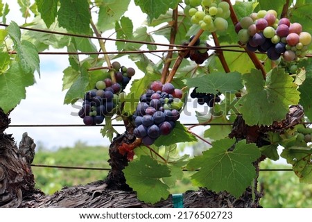 Clusters of green and red pinot noir wine grapes, experiencing veraison on the vines, seen in selective focus at a lush, green vineyard located at a winery in California’s Sonoma Valley wine country. Royalty-Free Stock Photo #2176502723