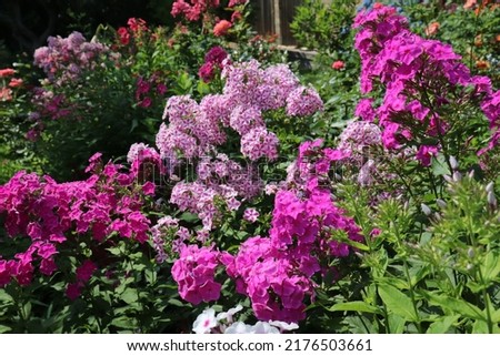White, lilac and pink color Summer Phloxes (Phloxes Paniculate) flower in a garden in July 2021. Idea for postcards, greetings, invitations, posters, wedding and Birthday decoration, background 