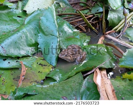 Sri Lankan Hoplobatrachus tigerinus frog in Green Nymphaea nouchali Leaf
