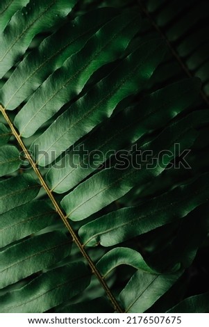 fern leaf on dark background