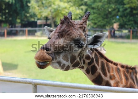 
a giraffe eating string beans at the zoo