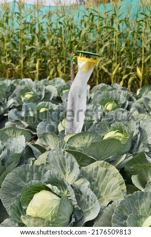 plastic trap in Agriculture cabbage field or farm. they designed to attract and capture a variety of insects and pest. Organic farming technique. Royalty-Free Stock Photo #2176509813