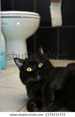 the British cat looks directly into the camera, and in the background there is a toilet bowl and toilet paper