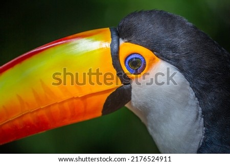 Toco Toucan, tropical bird in Pantanal, Brazil

