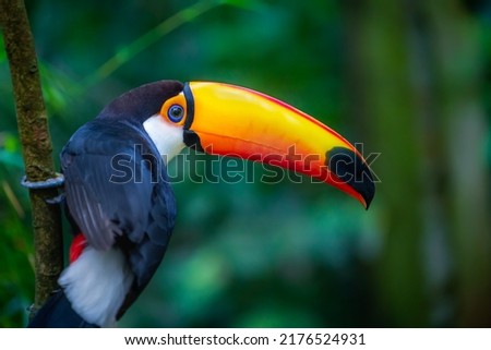Colorful Toco Toucan tropical bird in Pantanal, Brazil


