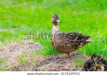 a mother  duck with her ducklings in the great outdoors by a stream