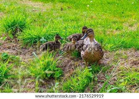 a mother  duck with her ducklings in the great outdoors by a stream