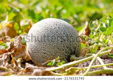 ripe and netted rind Cucumis melo lay on ground and grow next to its plant ready to harvest is known for its sweet melon taste Royalty-Free Stock Photo #2176531745