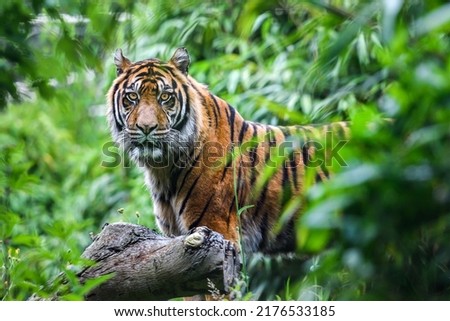 Close-up of a Sumatran  tiger in a jungle Royalty-Free Stock Photo #2176533185