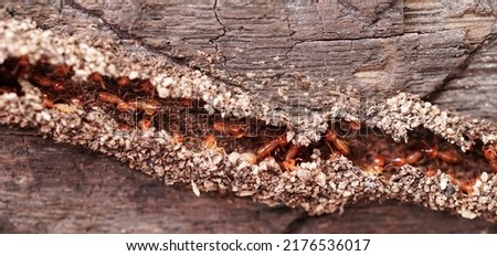 Group of the small termite, walking in the nest, Termites are social creatures that damage people's wooden houses because they eat wood,                       