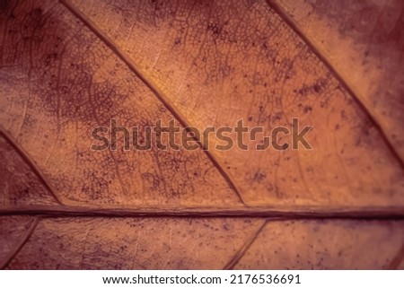 Dark light red brown shade color more tone in stock. Abstract real nature beauty banner background. High detail Macro leaf visible texture vein horizontal line. Element biology. Autumn mood vitality