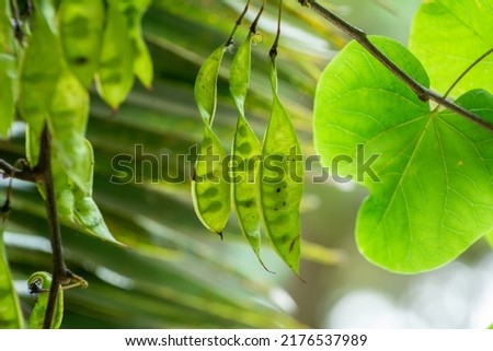 Leaves of the Plant Cercis Siliquastrum  in Summer on Blurred Background Royalty-Free Stock Photo #2176537989