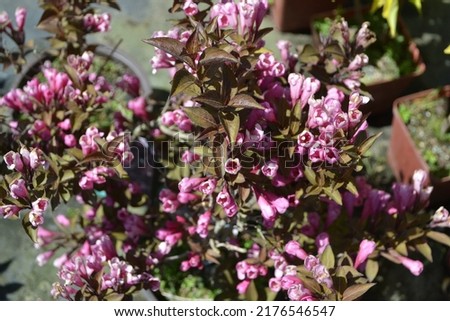 Flowering bush weigela florida 'Purpurea' with pink flowers and dark leaves Royalty-Free Stock Photo #2176546547