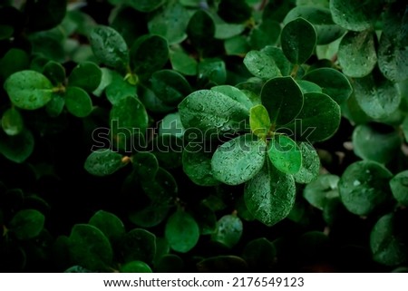 Green leaf pattern background, nature background or leaf wallpaper.