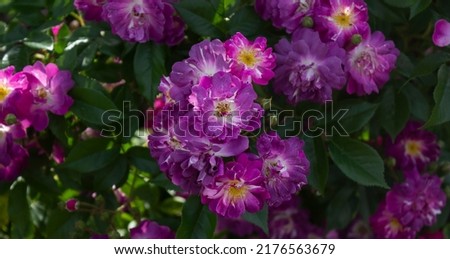 Purple flowers of Veilchenblau climbing rose in the park on a sunny day Royalty-Free Stock Photo #2176563679